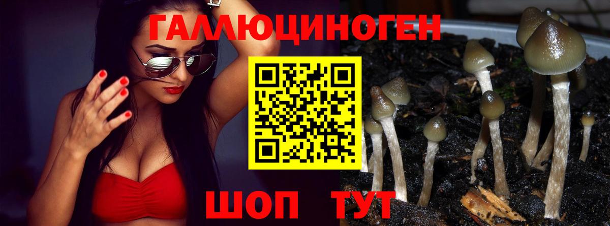 Междуреченск  Псилоцибиновые грибы Cubensis  Вход с VPN 